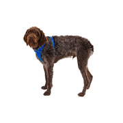 Ruffwear Front Range Dog Harness in Blue Pool (Small) Ruffwear - Bars 4 Cars